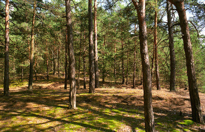 Svenska Cellulosa har Europas største skoger og vil startte produksjon av flytende biodrivstoff(foto:Flicr.com)