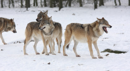 NORSKOG mener også at det må være mulig å skyte ulv dersom den skaper frykt i Norge( Foto: NORSKOG)