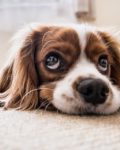 Hva skjer med hunden ved samlivsbrudd og bilbur til hund?
